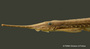 Farlowella odontotumulus FMNH 99135 holo lath copy